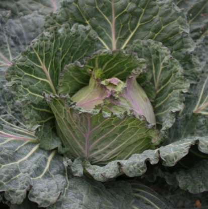 Picture of Cabbage Marabel F1
